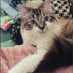 Posh Ambassador 😻